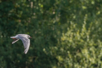 Black-Headed Gulls. Non breeding adult Black Headed Gull