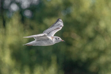 Black-Headed Gulls. Non breeding adult Black Headed Gull