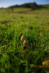 liberty caps also known as magic mushrooms growing in the wild	