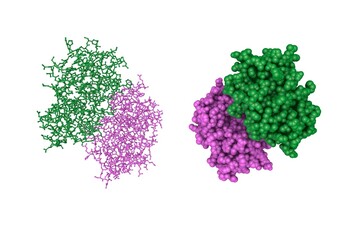 Molecular model of cathepsin F, a protein that in humans encoded by the CTSF gene. Rendering with differently colored protein chains based on protein data bank. 3d illustration