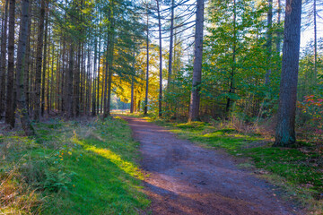 Foliage of trees in a forest in autumn leaf colors in bright sunlight in autumn, Baarn, Lage...