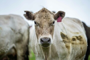 Close up of cows in the field, Angus and Murray Grey beef Cattle eating long pasture in spring and...