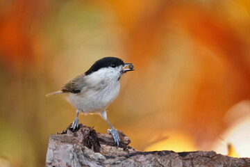 Beautiful portrait of a marsh tit (Poecile palustris)with orange background. Birds of Europe. Titmouse in the nature habitat.