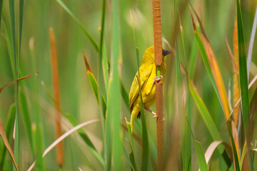 Masked-Weaver sitting on bamboo South Africa