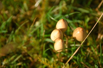 liberty caps also known as magic mushrooms growing in the wild	