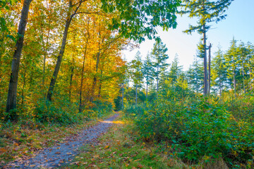 Foliage of trees in a forest in autumn leaf colors in bright sunlight in autumn, Baarn, Lage Vuursche, Utrecht, The Netherlands, October 24, 2021