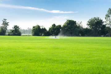 Farmers spray herbicides or pesticides in rice fields. Agriculture and agribusiness, agricultural industry.