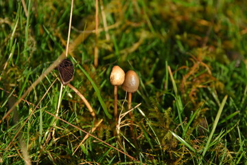 liberty caps also known as magic mushrooms growing in the wild	