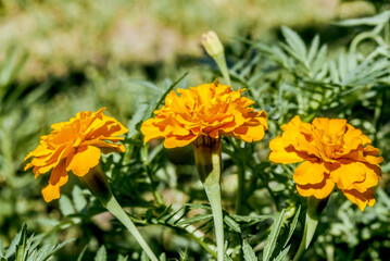 French Marigold (Tagetes patula) in garden