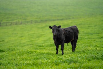 Close up of cows in the field, Angus and Murray Grey beef Cattle eating long pasture in spring and...