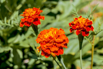 French Marigold (Tagetes patula) in garden