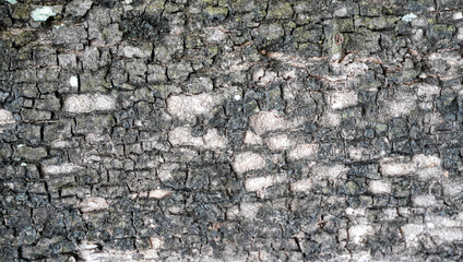 rough wall texture background collection. cracked abandoned concrete wall surface. 3d textured background for interior, decoration, wallpaper, etc.