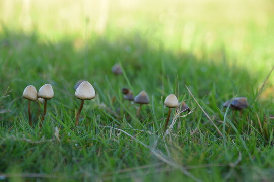 liberty caps also known as magic mushrooms growing in the wild	