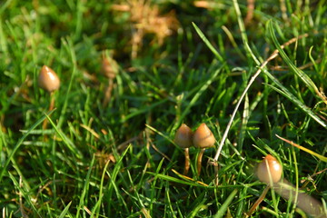 liberty caps also known as magic mushrooms growing in the wild	