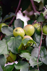 Green apples on a branch of an apple tree