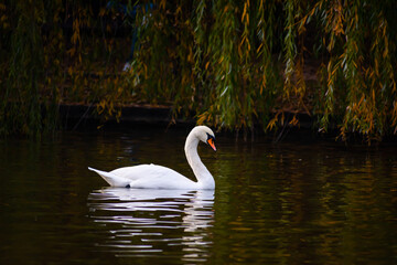 A swan floats quietly on the water