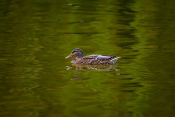 A duck floats on water