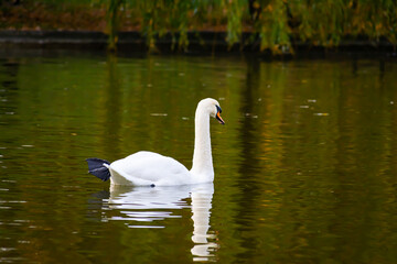 A swan floating on the lake