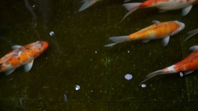Beautiful top down view of colorful koi fish swimming in pond with fresh clear water