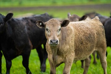 Close up of cows in the field, Angus and Murray Grey beef Cattle eating long pasture in spring and...