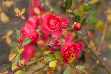 Decorative bush of red roses