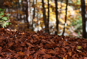 Autumn colors on the Asiago plateau, Veneto, Italy