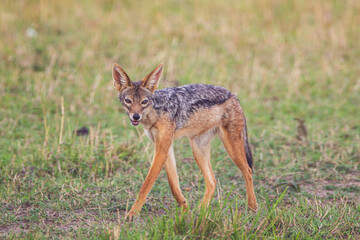 Black-backed Jackal running along a dirt path in the Masai Mara, Kenya