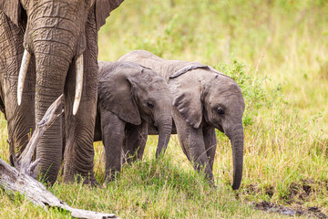 Obraz premium Elephant calves grazing in the protection of the heard on the open savannah of the Masai Mara, Kenya