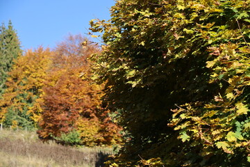 Autumn colors on the Asiago plateau, Veneto, Italy