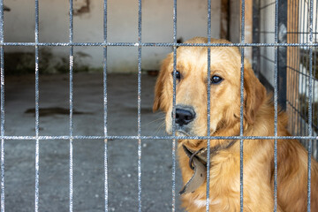 Sad unhappy Golden Retriever dog inside iron fence waiting to be adopted at animal shelter....