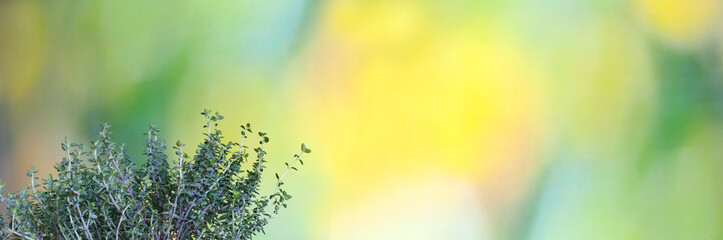 Panoramic banner with bokeh of green and yellow natural color with a bunch of thyme herb in the corner. Selective focus with blurred background and copy space - obrazy, fototapety, plakaty