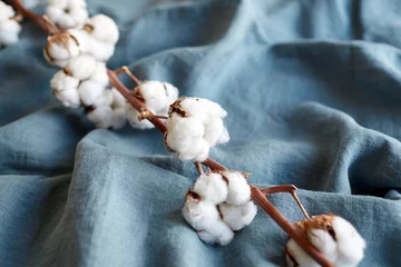 Rolgordijnen Cotton plant with white flowers on blue fabric © mikeosphoto
