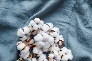 White cotton flowers on blue fabric top view