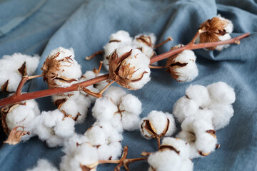 White cotton flowers on blue fabric
