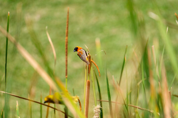 Red shoulder star bird sitting on the bamboo