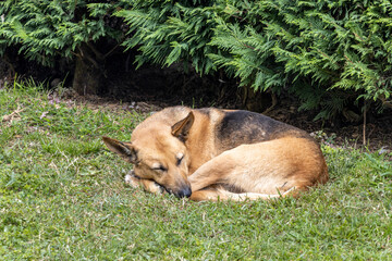Naklejka premium Wolfhound dog sleeping in the grass