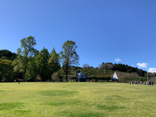 Flowers in autumn flower park
