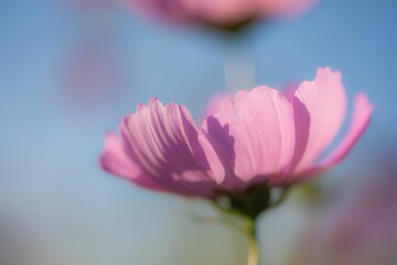 Fototapeta premium コスモスと橋