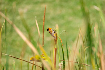 Red shoulder star bird sitting on the bamboo