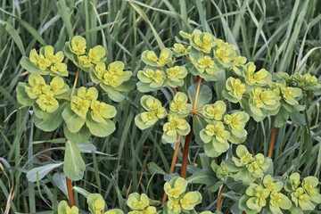 sun spurge plants, flowers and unripe fruits