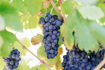 A bunch of ripe black grapes on a vineyard 