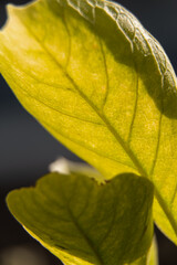 Yellow-green leaves close-up on a blurred dark background. Selective focus.