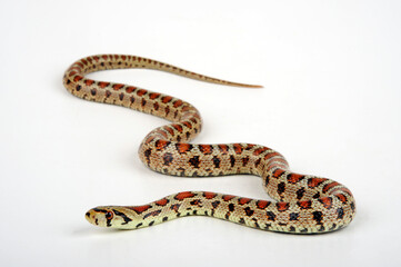 Leopardnatter // Leopard snake (Zamenis situla)