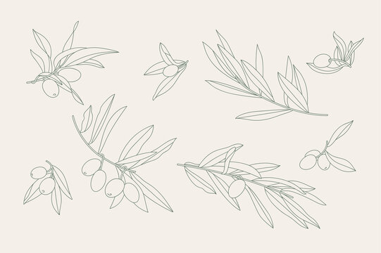 Vector illustration set of linear icons olive branches. Composition with olives. Floral background.