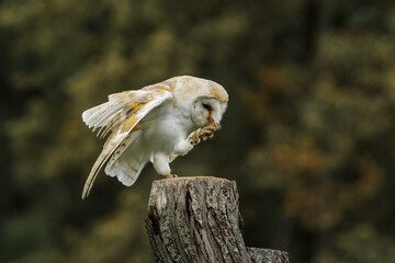 Burn owl (Tyto alba) sitting on a stump of a tree eating her prey