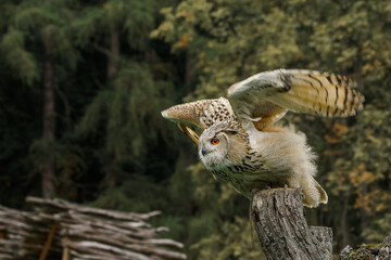 Eurasian eagle-owl (Bubo bubo sibiricus)