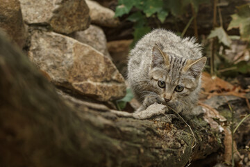 Naklejka na ściany i meble Kitty of the European wildcat on the wood