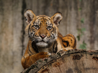 Sumatran tiger young girl laying on the timber
