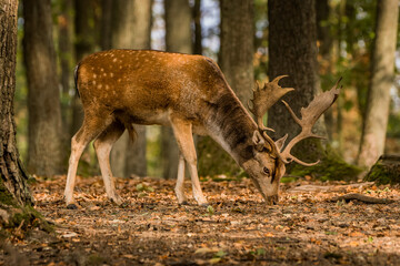 Male of Fallow deer in the forest