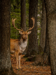 Male of Fallow deer in the forest